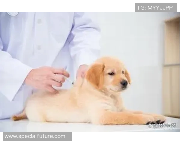 足球场上球星与宠物狗的温馨时刻：他们是如何与爱犬一同征战绿茵的